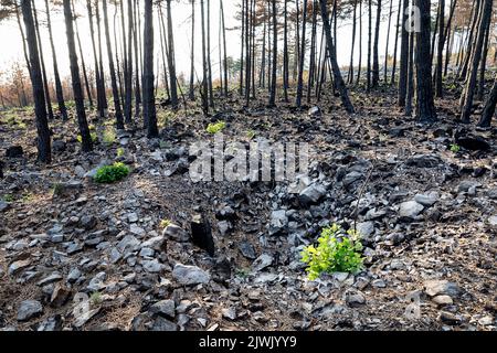 Burned forest and a crater from WWI bomb explosion from a bomb, hidden in the ground  after the biggest fire in the history of Slovenia, Europe Stock Photo