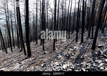 Burned forest after the biggest fire in the history of Slovenia, Europe Stock Photo