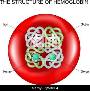 red blood cell diagram labeled