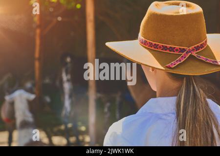 Young tourist takes selfies of alpacas and llamas on the farm. Farming industry in Peru. Feeding alpacas. Farm life concept. Stock Photo