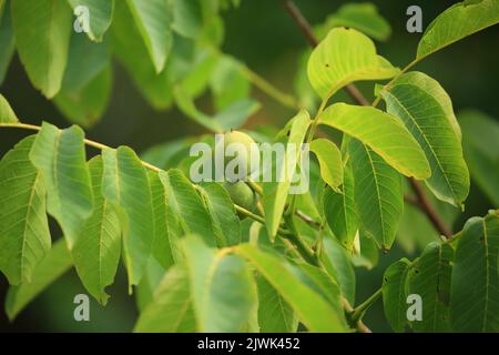 Walnut tree with fruits on plantation Stock Photo