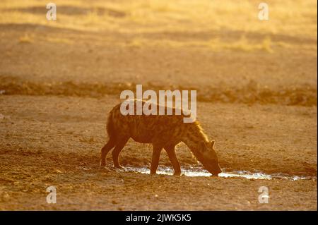 Spotted Hyaena ( Crocuta crocuta ) Kgalagadi Transfrontier  Park, South Africa Stock Photo