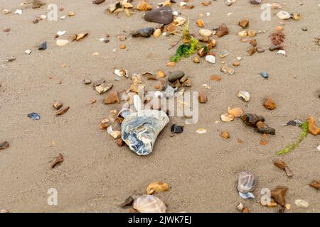 Seashells and stones on the sandy seashore Stock Photo