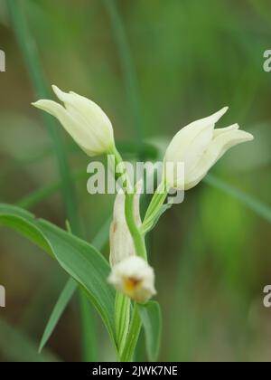 Macro shot of the flowers of the white forest bird, Cephalanthera damasonium, orchid Stock Photo