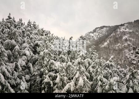 Aerial foggy landscape with evergreen pine trees covered with fresh fallen snow during heavy snowfall in winter mountain forest on cold quiet day Stock Photo