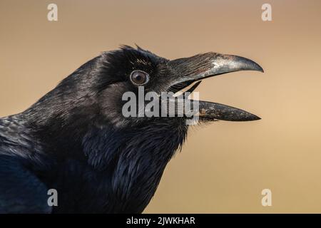 Close-up headshot of a Common Raven (Corvus corax) calling, Koros-Maros National Park, Hungary Stock Photo