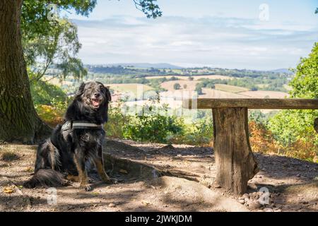 Obedient border collie/German shepherd crossbreed dog sitting isolated under the shade of a tree on a rural countryside walk. Stock Photo