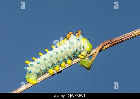 Cecropia Caterpillar 4th Instar - Hyalophora cecropia Stock Photo