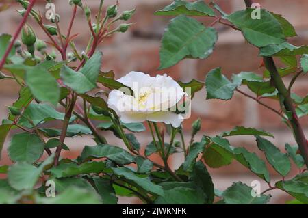 Penelope shrub rose. Buff apricot blooms with frilled petals. Highly fragranced. Spring summer flowering. Stock Photo