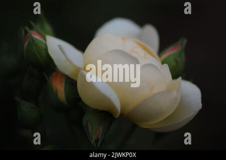David Austin English Rose Perdita. Pale lemon old fashioned rose blooms. Citrus fragrance. Macro romantic photo. Stock Photo
