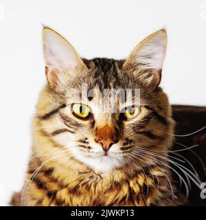 Beautiful domestic gray cat with yellow eyes on white background. Animal poses for a photographer Stock Photo