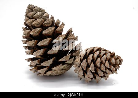 Pine cones isolated on white background Stock Photo
