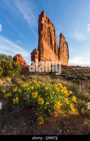 Rough Mule's Ears in bloom in front of the Organ in the Courthouse Towers, Arches National Park, Moab, Utah. Stock Photo