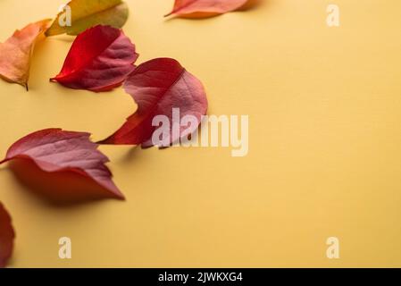 Isolated autumn leaves. Multicolored fallen autumn leaves isolated on yellow background. Selective focus. Stock Photo