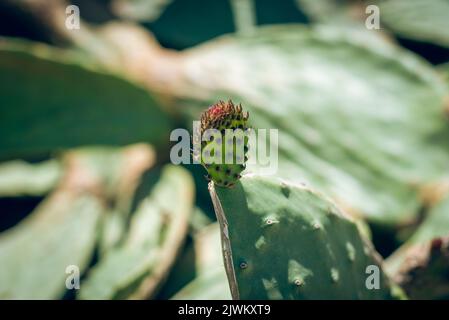 Close up view of cactus opuntia leucotricha plant with spines. (Indian fig opuntia, barbary fig, cactus pear, spineless cactus, prickly pear.) Blurred Stock Photo