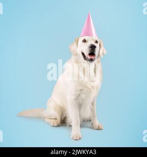 Happy golden retriever dog having birthday, wearing party hat, sitting on the floor isolated on blue studio background Stock Photo