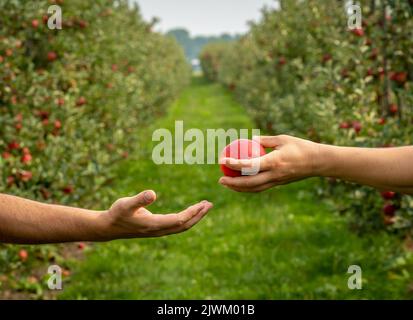 The hand of a young woman passes an apple to the hand of a man on the background of apple orchard. Selective focus Stock Photo