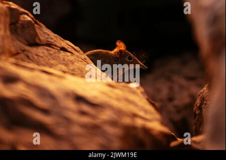 Eastern Rock Elephant Shrew, Makuleke Contractual Park, Kruger National Park, South Africa Stock Photo