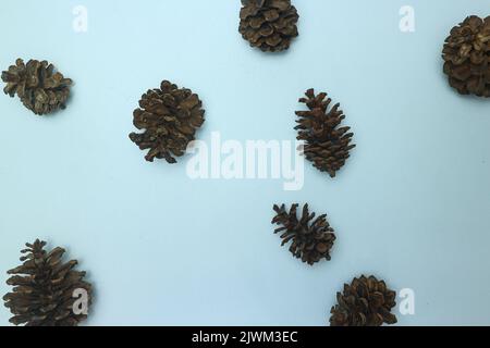 Bunch of cones various coniferous trees isolated on white Stock Photo