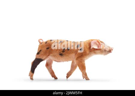 Studio shot of a small pig with black spots walking isolated on white background Stock Photo