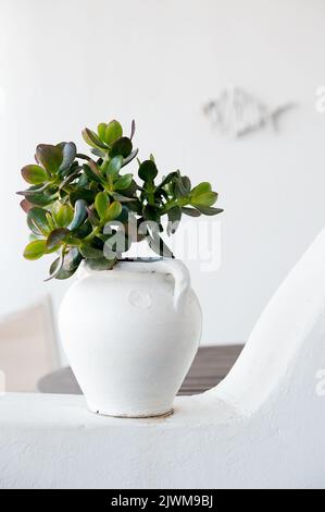 Money plant in a white flowerpot Stock Photo