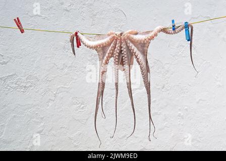 Octopus hanging to dry on the rope with colorful clothes pegs Stock Photo