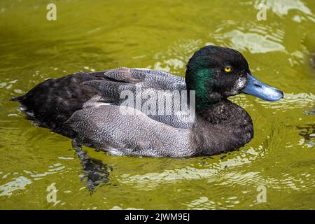 Male Greater Scaup (Aythya marila) Duck Stock Photo