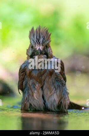Jay, Garrulus glandarius, single bird in water,Italy Stock Photo