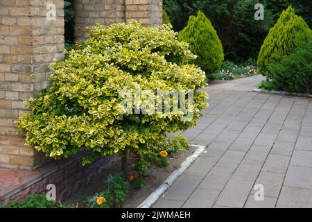 Fusain on the trunk, Euonymus fortunei variety Emerald and gold. Plant with bright yellow and green foliage tree. Stock Photo