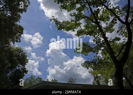 Beautiful summer clouds and skies framed by North Florida trees and vegetation. Stock Photo