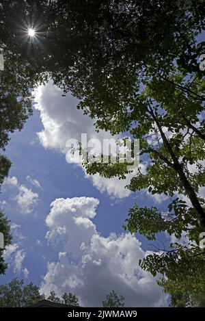 Beautiful summer clouds and skies framed by North Florida trees and vegetation. Stock Photo