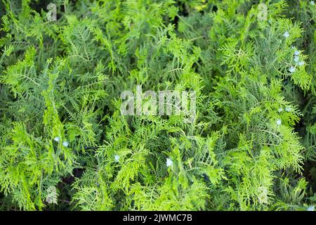 Thuja branches with cones close up background. Stock Photo