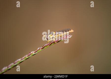 Colorful fly prched on grass from a northern portuguese meadow. Shallow DOF Stock Photo