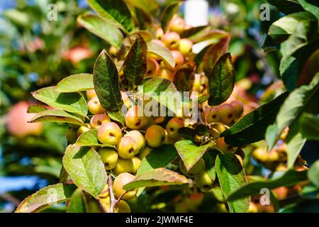 red sentinal crab apple malus sylvestris in the old Country next to Hamburg Stock Photo