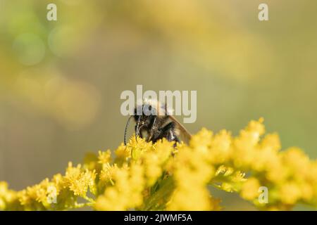 Bumblebee collects nectar on goldenrod. Stock Photo