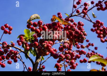 red sentinal crab apple malus sylvestris in the old Country next to Hamburg Stock Photo