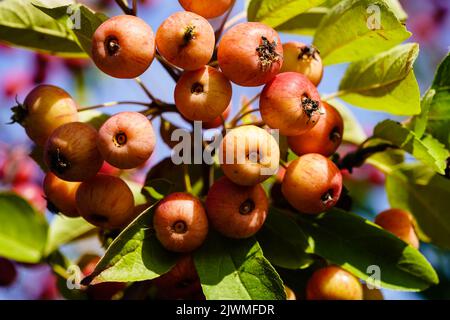 red sentinal crab apple malus sylvestris in the old Country next to Hamburg Stock Photo