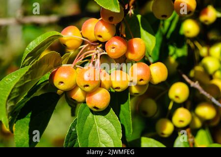 red sentinal crab apple malus sylvestris in the old Country next to Hamburg Stock Photo