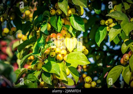 red sentinal crab apple malus sylvestris in the old Country next to Hamburg Stock Photo