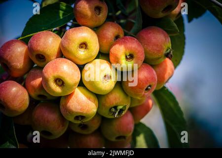 red sentinal crab apple malus sylvestris in the old Country next to Hamburg Stock Photo