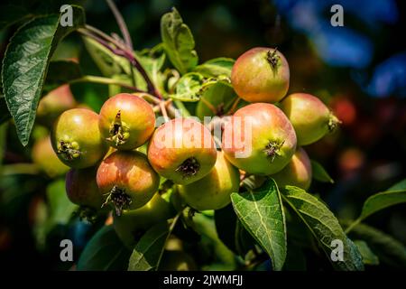 red sentinal crab apple malus sylvestris in the old Country next to Hamburg Stock Photo