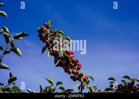 red sentinal crab apple malus sylvestris in the old Country next to Hamburg Stock Photo