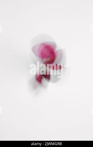 Abstract Calla Lily Flowers against a whilte background Stock Photo