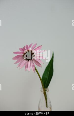 Purple Coneflower Echinacea Flowers Against a white background Stock Photo