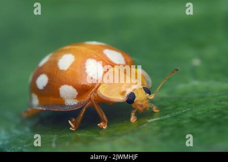 Orange Ladybird (Halyzia sedecimguttata) resting on leaf in winter. Tipperary, Ireland Stock Photo