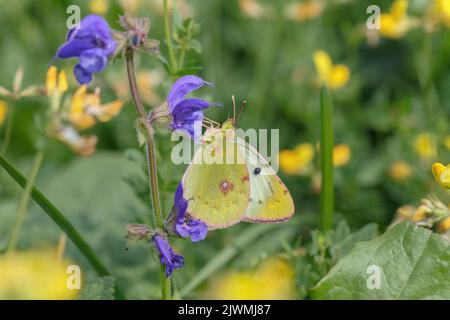 Female clouded yellow butterfly (Genus colias) on clary. Stock Photo