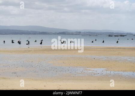 A large group of shellfish gatherers in the water shelling clams and ...