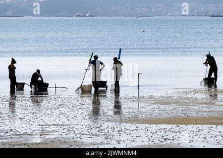 Fishermen preparing to collect clams and mussels from the beach with ...
