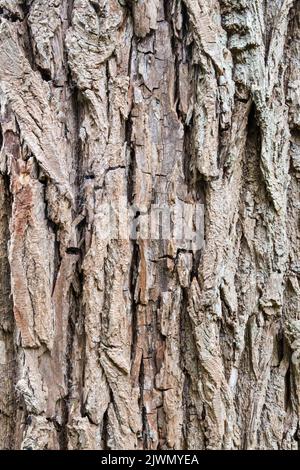 Bark of the European white willow tree, Salix alba 'Chrysostela'. Stock Photo