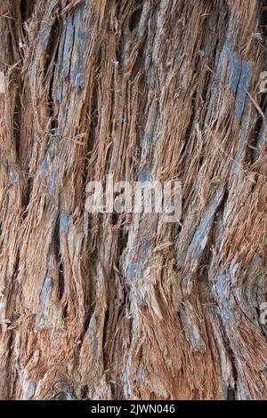 Bark of the coast redwood tree, Sequoia sempervirens from Oregon and California, USA. Stock Photo